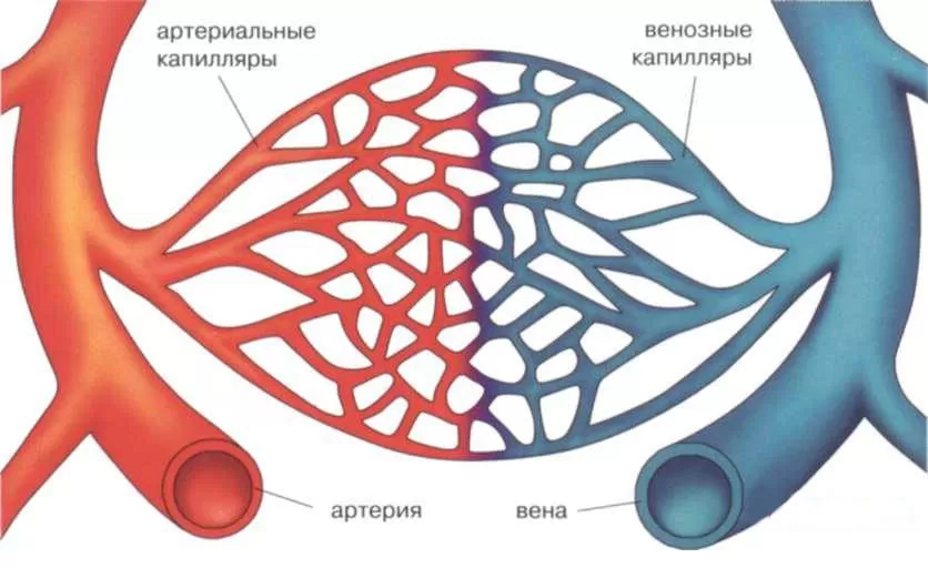 Капиляры Капиляры