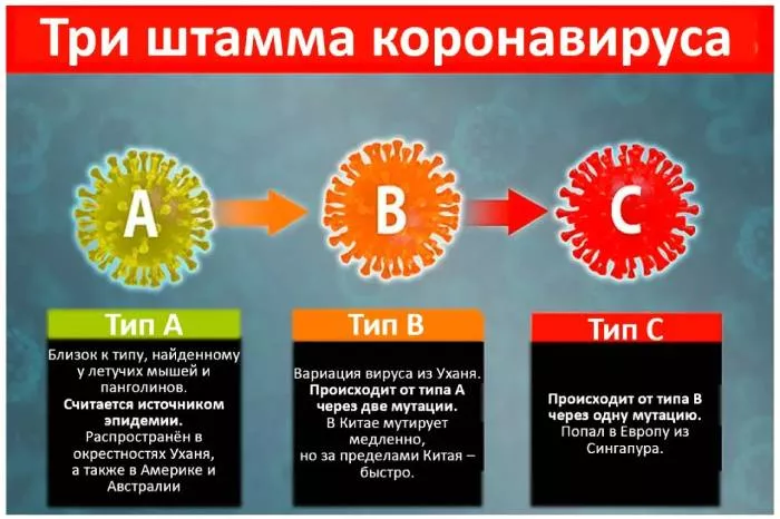 Семейство коронавирусов.jpg опасные штаммы коронавируса
