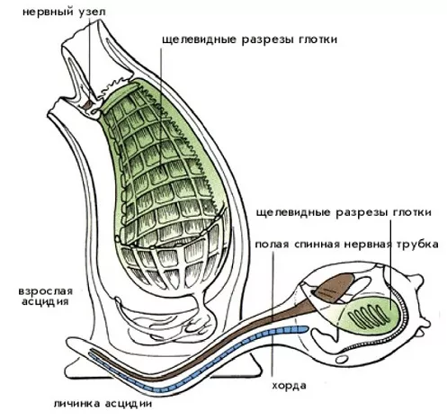 Оболочники