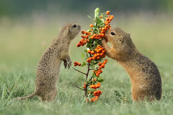 Суслики Суслики