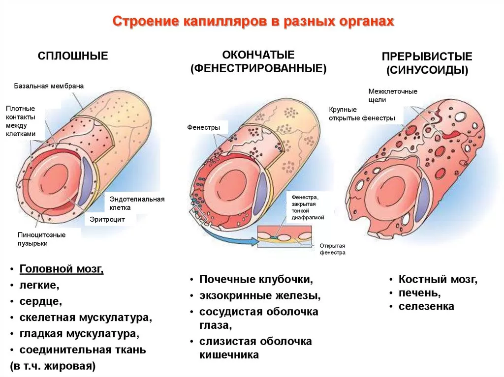 Капилляры Капилляры