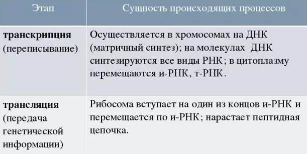 Где происходит биосинтез белка Где происходит биосинтез белка