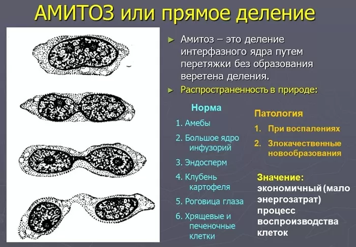 Амитоз Амитоз