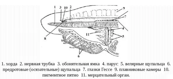 Органы чувств Органы чувств