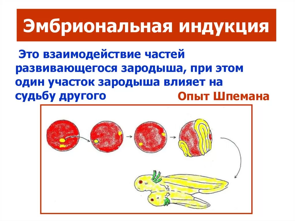 Эмбриональная индукция Эмбриональная индукция