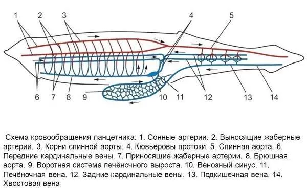 Схема кровообращения Схема кровообращения