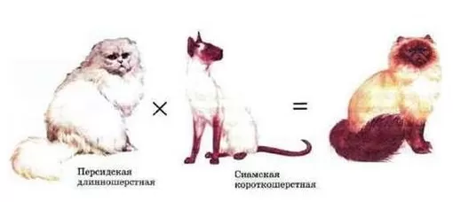 Внутривидовая гибридизация Внутривидовая гибридизация