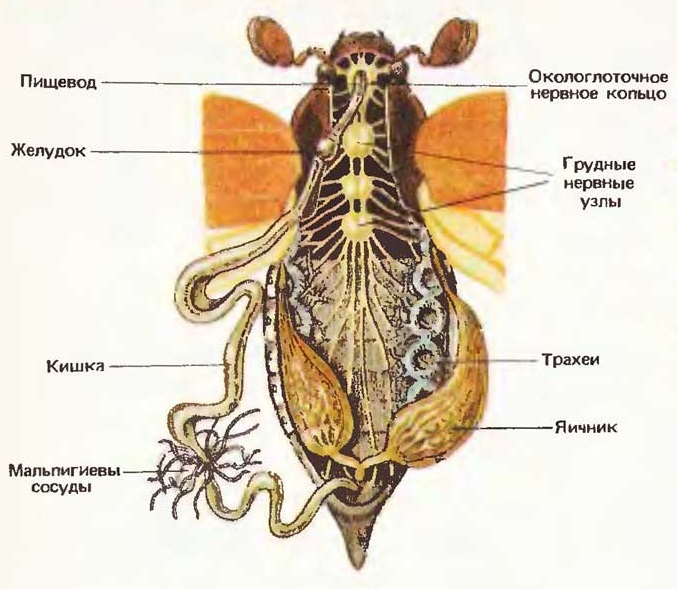 Внутренне строение майского жука