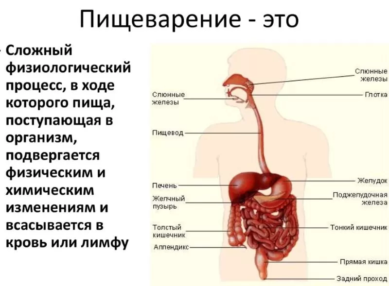 Пищеварение Пищеварение