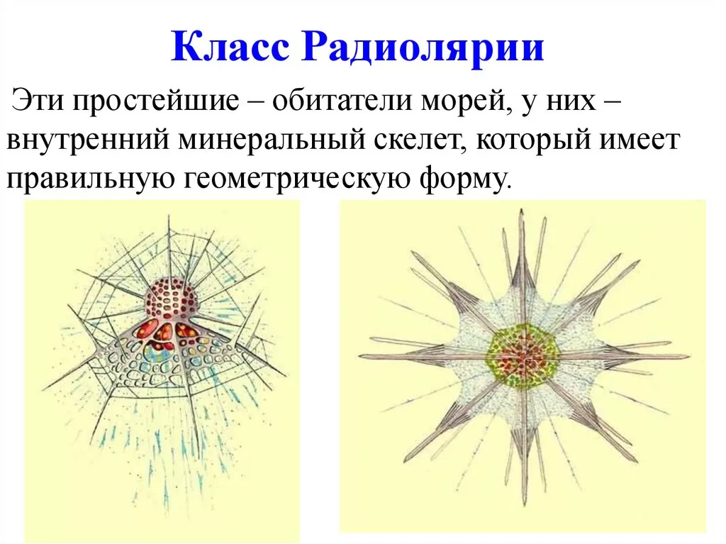 Радиолярии Радиолярии