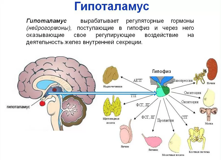 Гипоталамус Гипоталамус