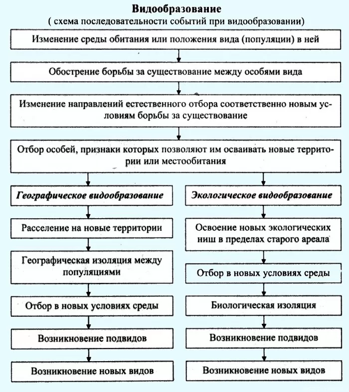 Этапы видообразования Этапы видообразования