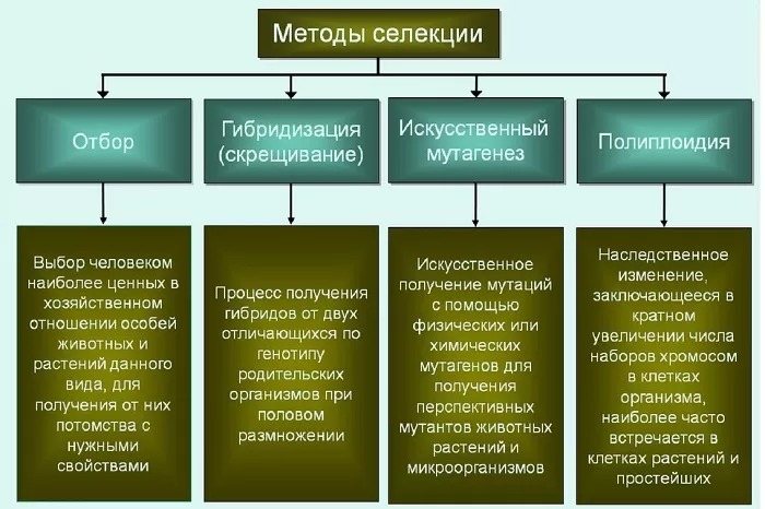 Методы селекции Методы селекции