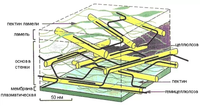 Строение клеточной стенки растений