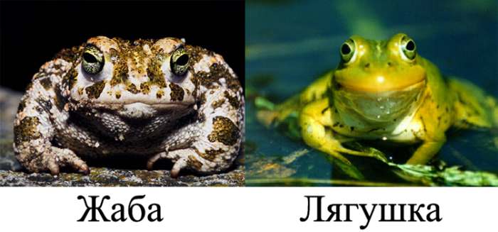 Чем отличается лягушка от жабы