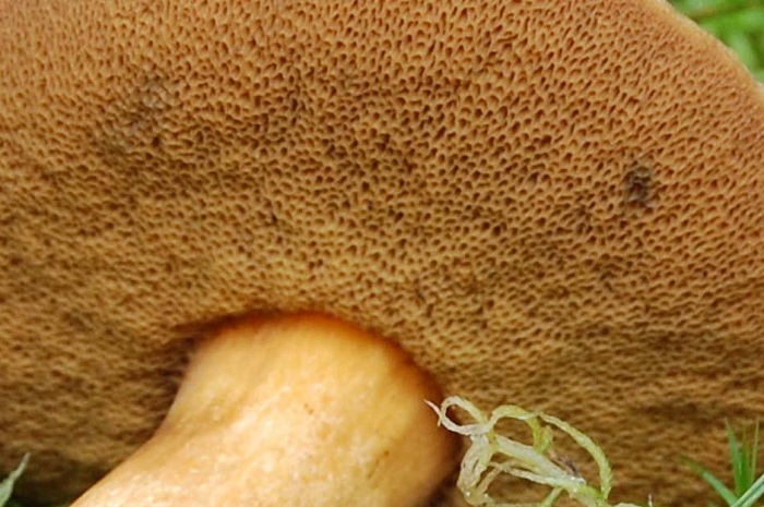 Трубчатый гриб