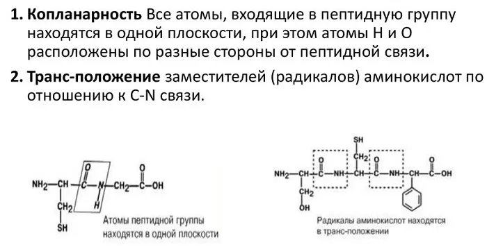 Свойства пептидной связи