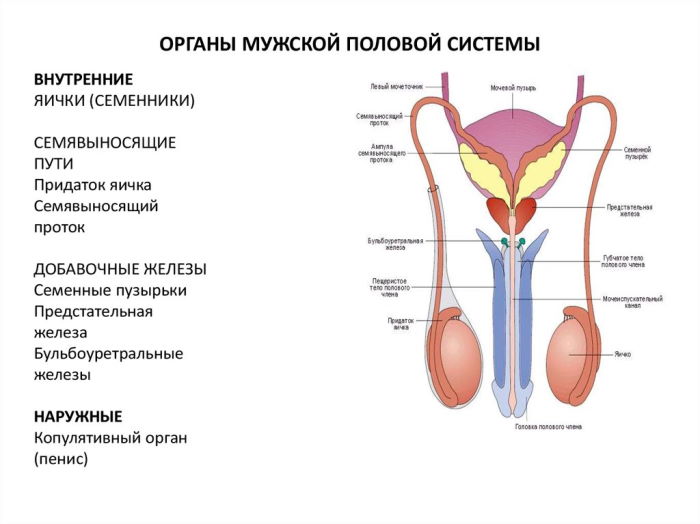 1585916096a.jpg строение мужских половых органов