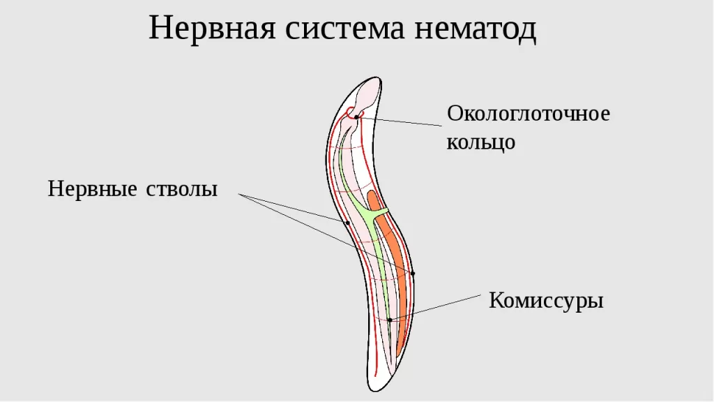 Окологлоточное кольцо Окологлоточное кольцо