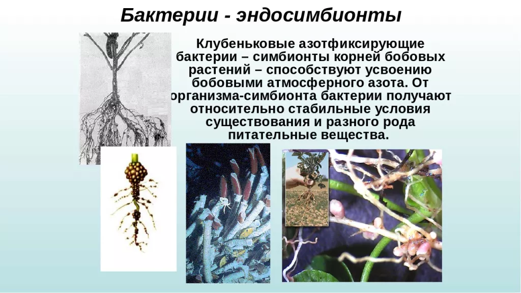 Бактерии клубеньковые Бактерии клубеньковые