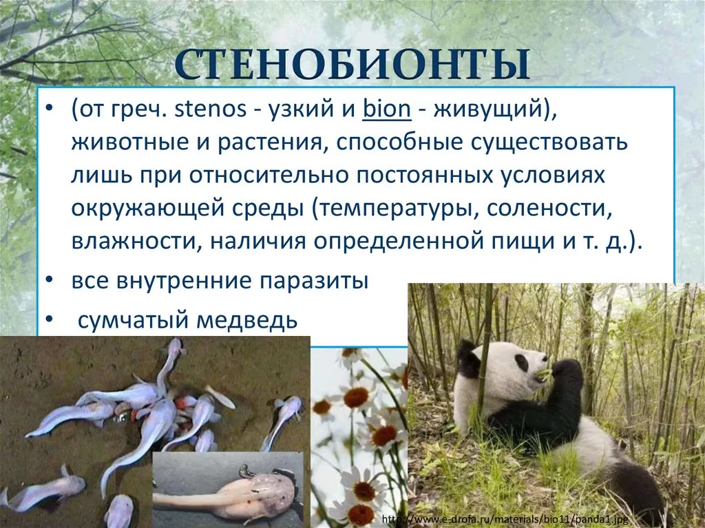 Стенобионты Стенобионты