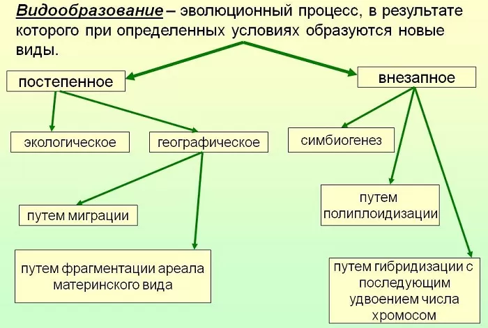 Видообразование Видообразование