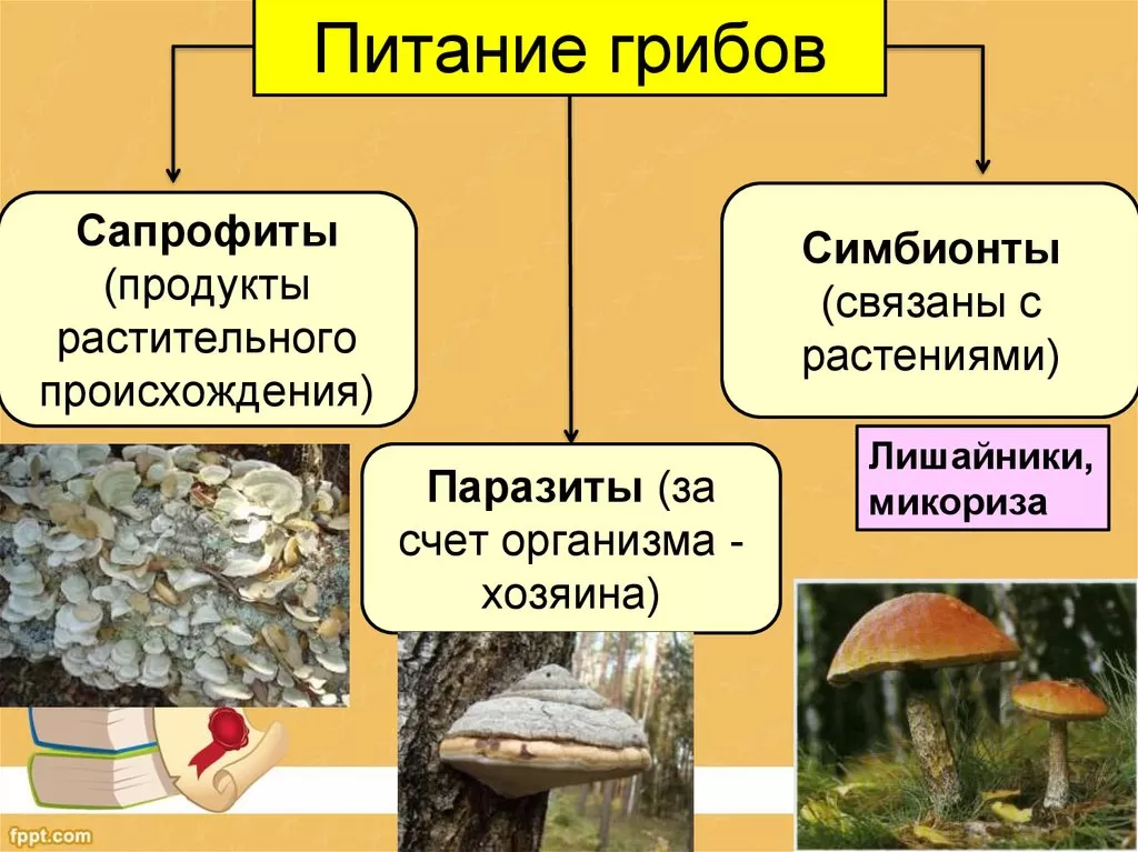 Грибы Грибы