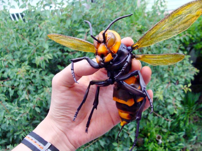 Самые большие насекомые в мире