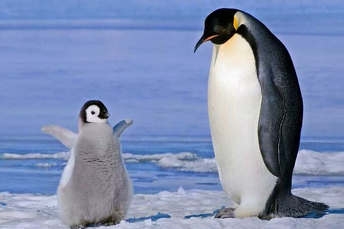 Пингвин с пингвиненком