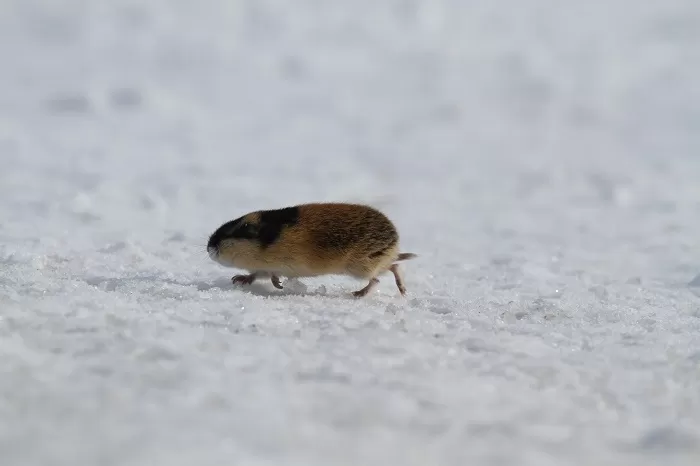 Внешний вид лемминга Внешний вид лемминга