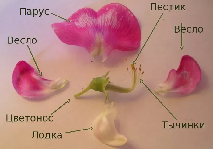 Строение цветка бобовых Строение цветка бобовых