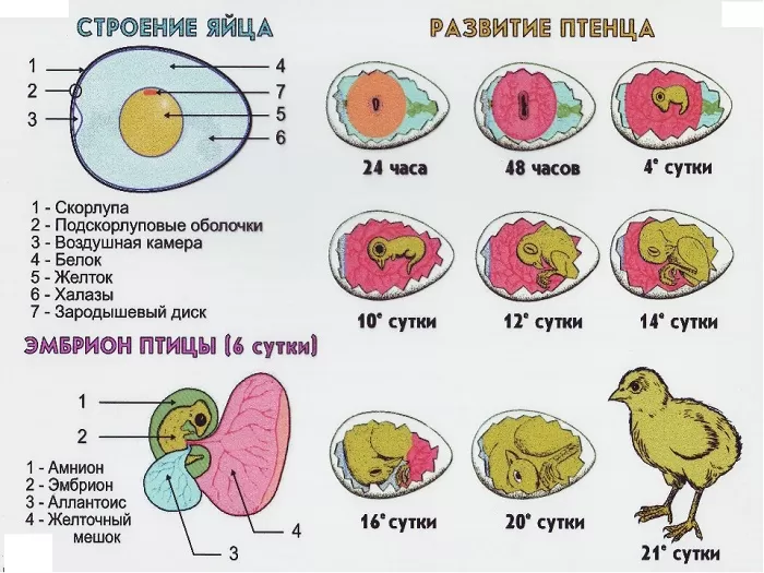 Развитие зародыша птицы