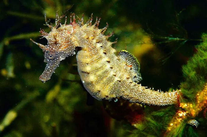 Морской конек Морской конек