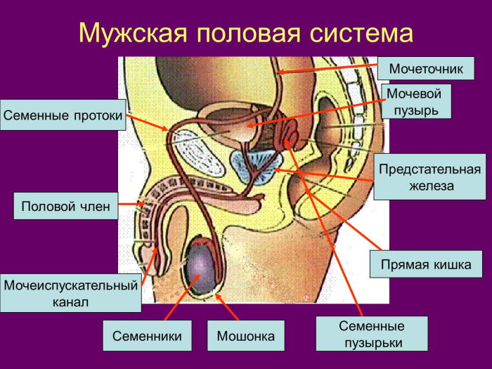 ba777276f381d2740a84a620fcfef0fe.jpg органы мужской половой системы