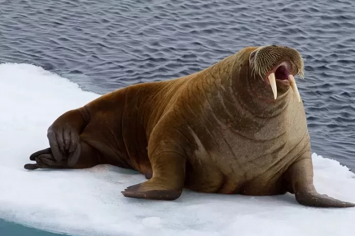 Морж ревет Морж ревет