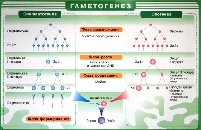 Гаметогенез Гаметогенез