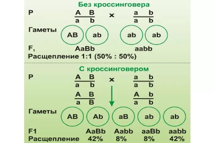 Закон сцепленного наследования Закон сцепленного наследования
