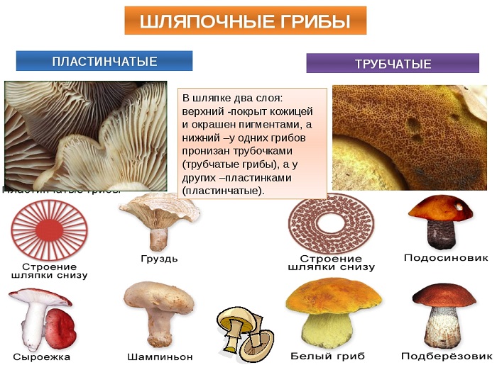 Пластинчатые и трубчатые грибы