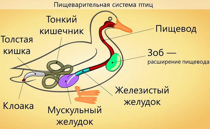Пишеварительная система птицы