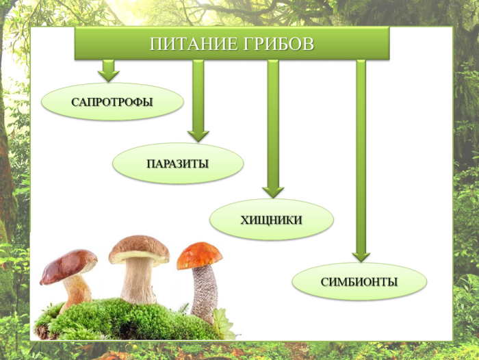 в чем особенность питания грибов