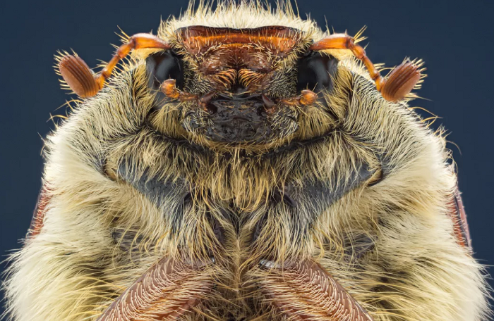 Голова майского жука