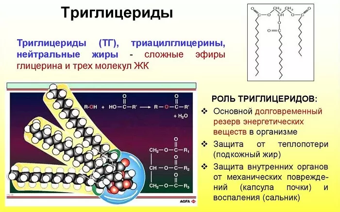 Триглицериды Триглицериды