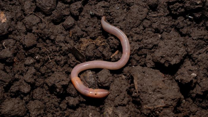 почему черви делают почву плодородной