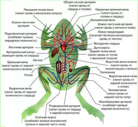 Схема кровеносной системы лягушки