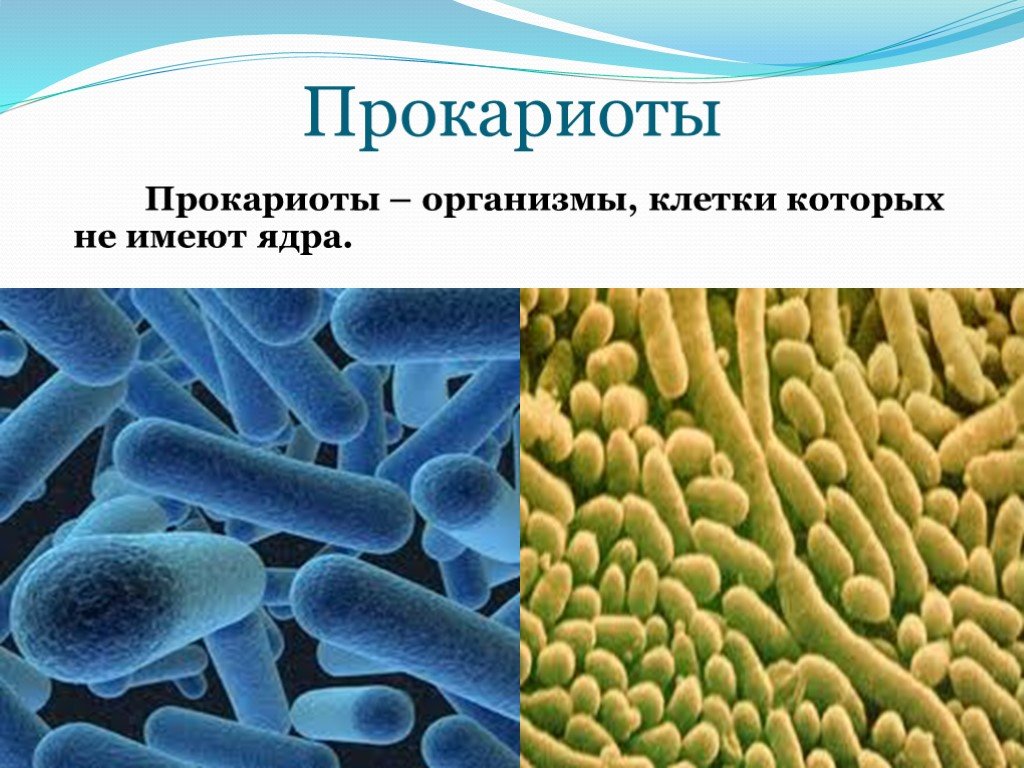 Прокариоты Прокариоты