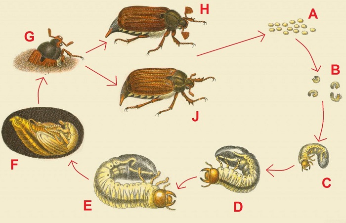 Жизненный цикл майского жука