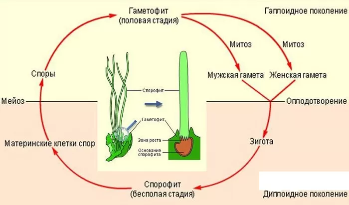 Спорофит у водорослей