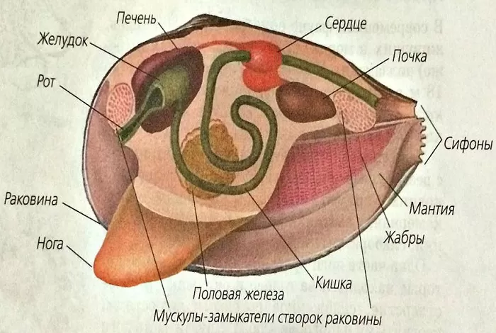 Внутреннее строение беззубки