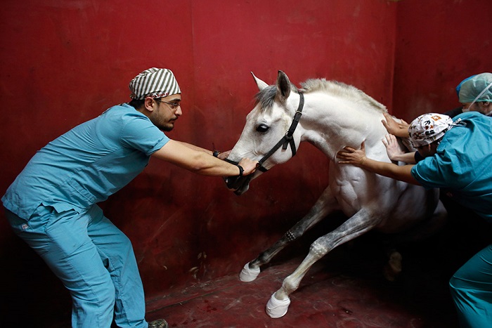 Ветеринар и лошадь