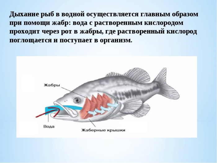 органы дыхания рыб
